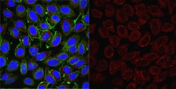 MilliporeSigma Mouse anti-Oct-1 (Ascites Free), Clone: YL15, 100&mu;g:Antibodies,